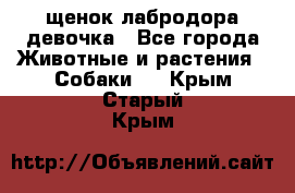 щенок лабродора девочка - Все города Животные и растения » Собаки   . Крым,Старый Крым